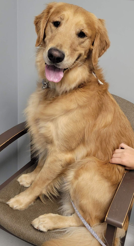 Healthy Dog Food for Golden Retrievers - K9 Kuisine