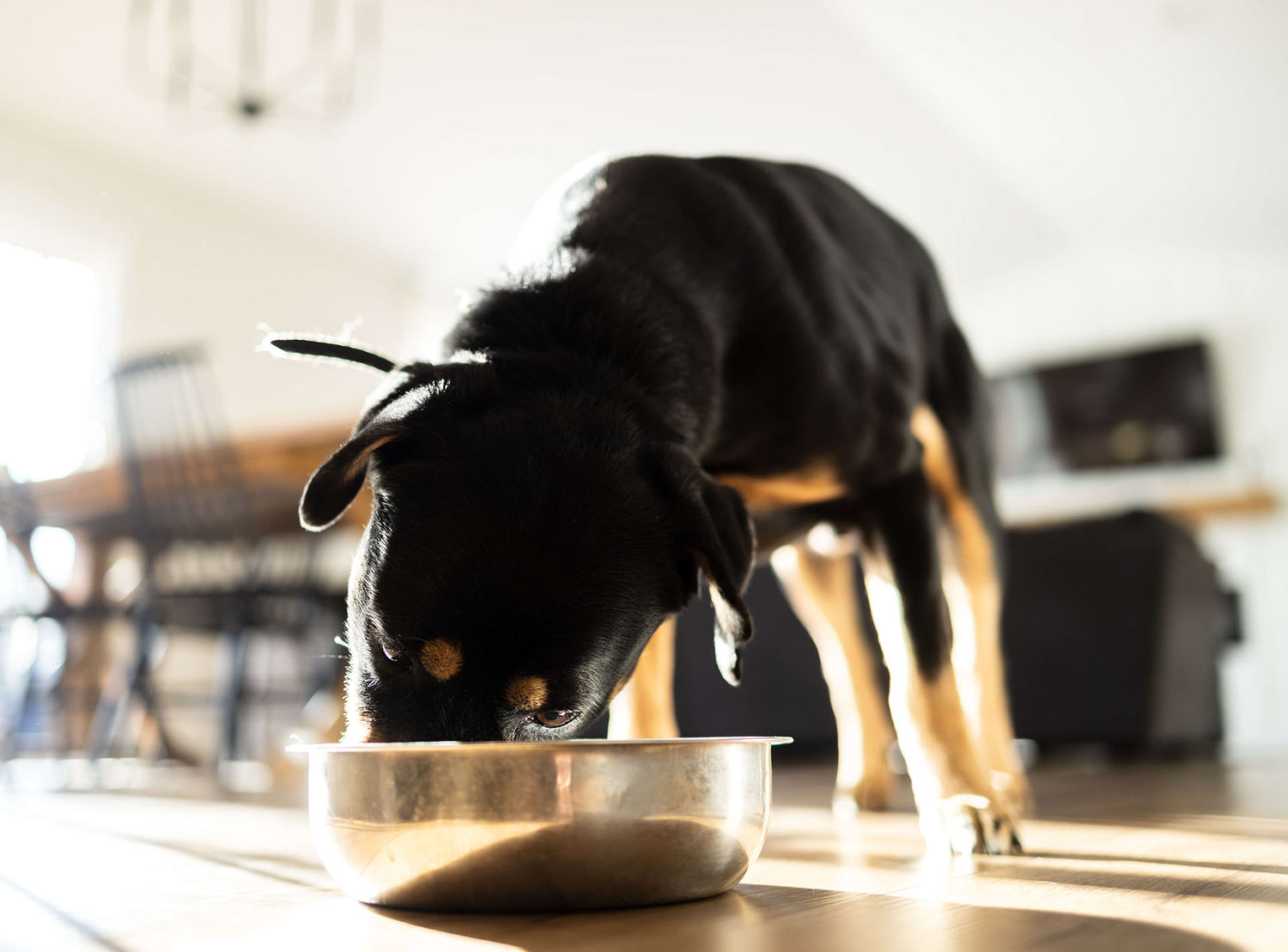 Mixed breed black and tan puppy eating out of a metal dog bowl.