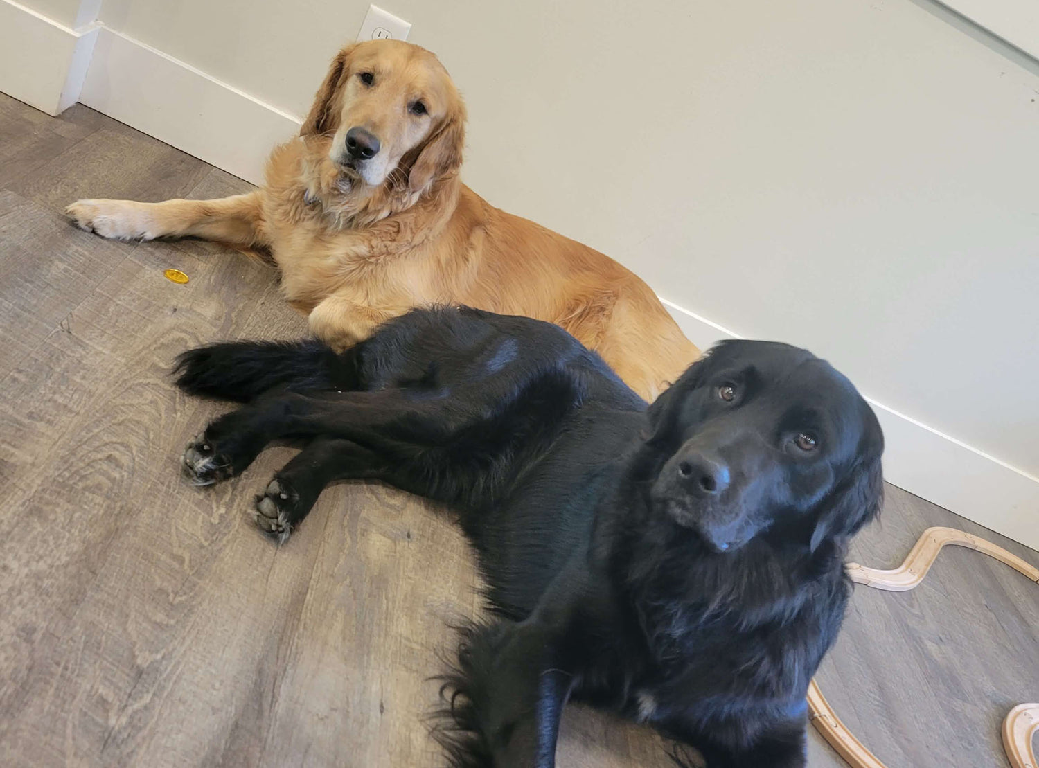 A golden retriever and a black lab sitting together on laminate flooring in a brightly lit house.